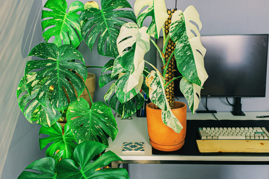 A Guide to Why Houseplants Are Essential for Your Home Office Setup