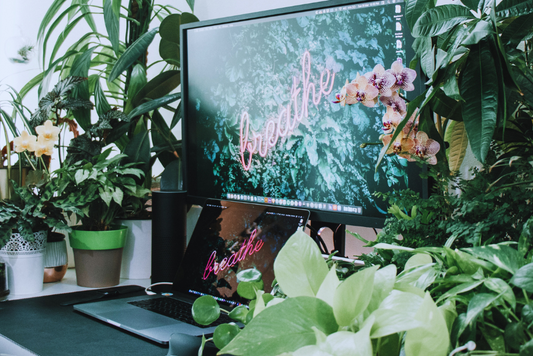 A Guide to the Top 8 Houseplants for Your Home Office: Boost Productivity and Freshen Your Space